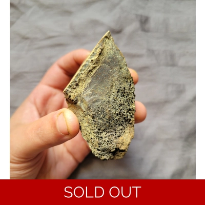 Rare Large Tyrannosaurus Rex T-Rex Leg Bone Chunk Fossil Theropod Dinosaur Rare Large Tyrannosaurus Rex T-Rex Leg Bone Chunk Fossil Theropod Dinosaur